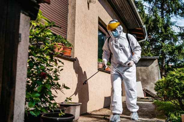 Wasp Removal Services in Laupahoehoe, HI