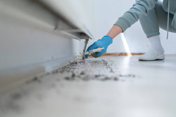 Best Wasp Removal Services  in Laupahoehoe, HI